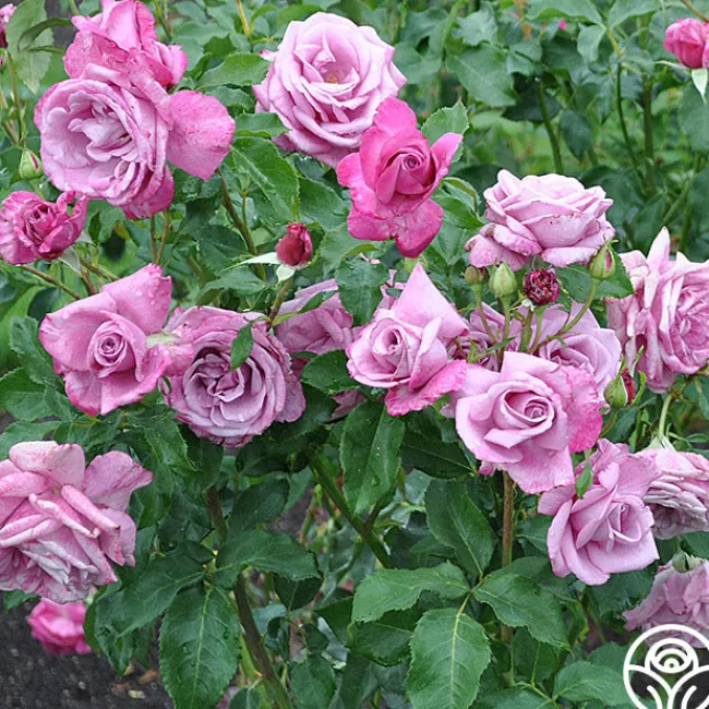 Fragrant Plum>Heirloom Roses Online