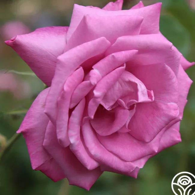 Fragrant Plum>Heirloom Roses Online
