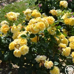 France Info®>Heirloom Roses Best
