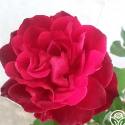 Francis Dubreuil>Heirloom Roses Outlet