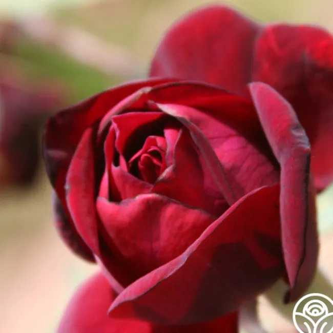 Francis Dubreuil>Heirloom Roses Outlet