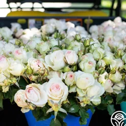 Francis Meilland®>Heirloom Roses New