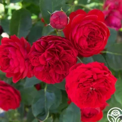Francois Rabelais>Heirloom Roses Best
