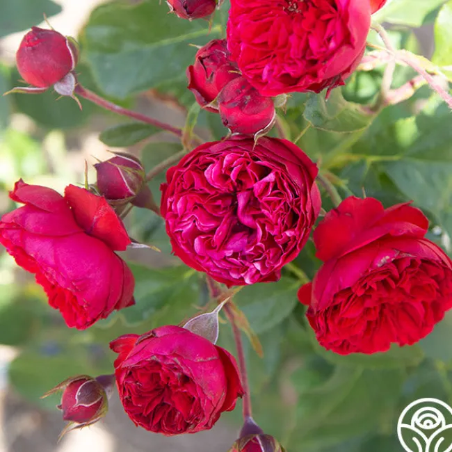 Francois Rabelais>Heirloom Roses Best