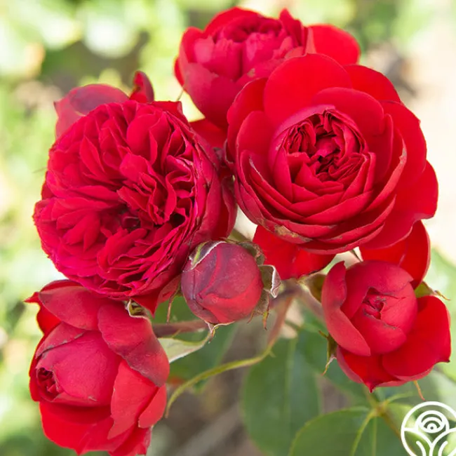 Francois Rabelais>Heirloom Roses Best