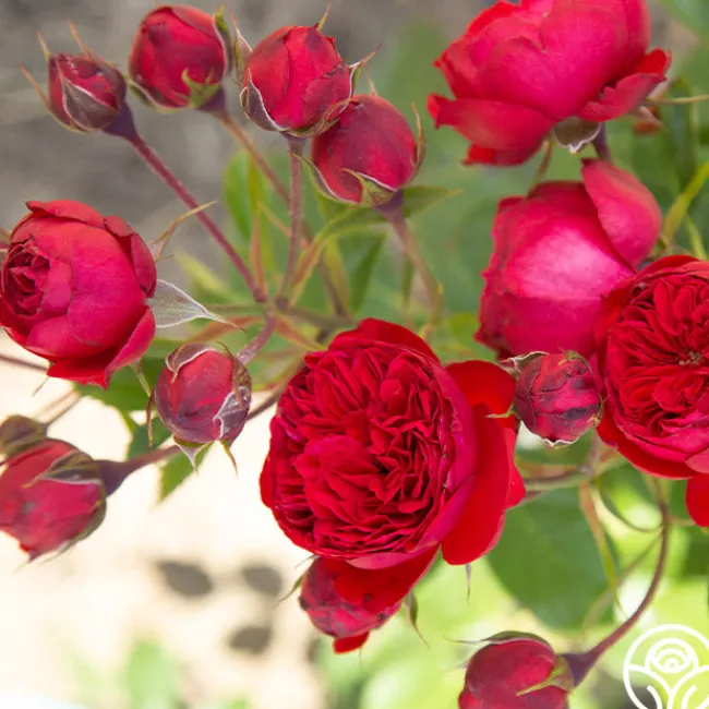 Francois Rabelais>Heirloom Roses Best
