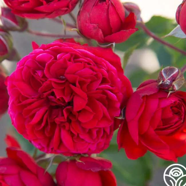 Francois Rabelais>Heirloom Roses Best