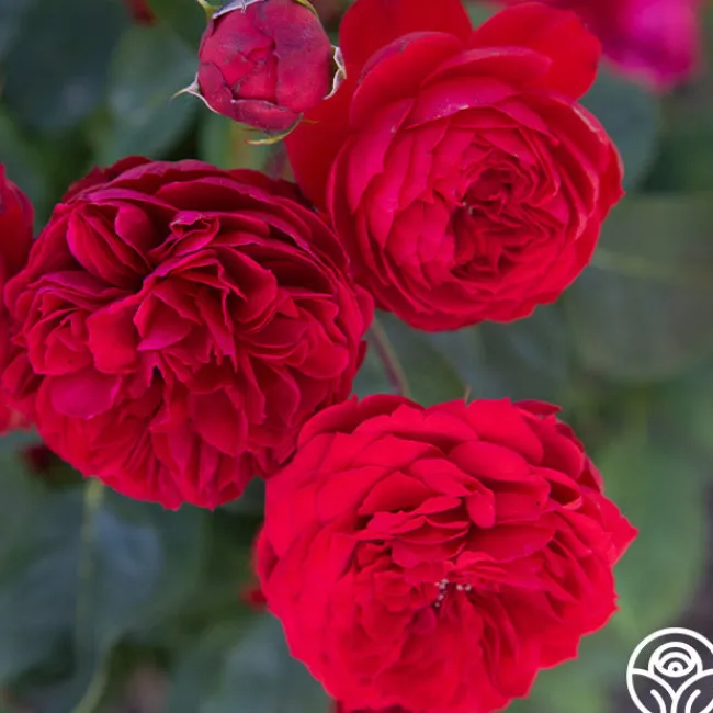Francois Rabelais>Heirloom Roses Best
