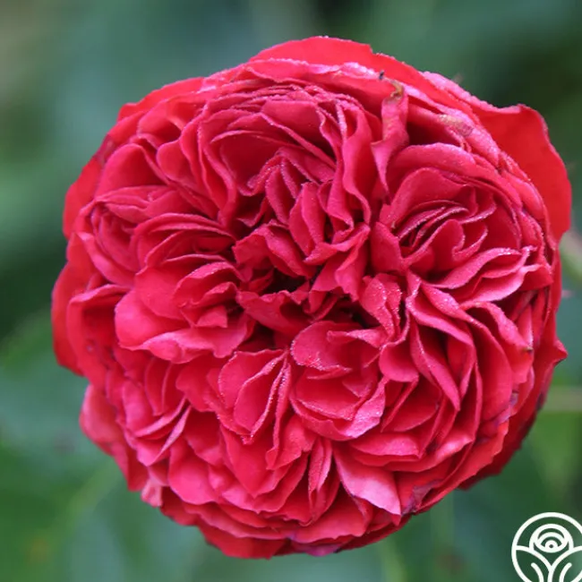 Francois Rabelais>Heirloom Roses Best