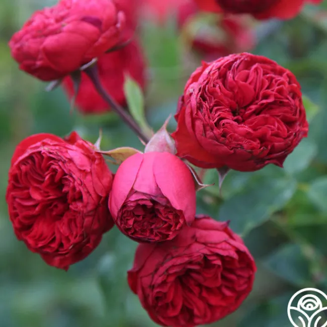 Francois Rabelais>Heirloom Roses Best