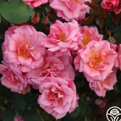 Freckles>Heirloom Roses Hot