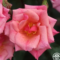 Freckles>Heirloom Roses Hot