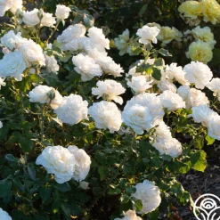 French Lace™><noscript><img width=