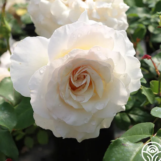 French Lace™>Heirloom Roses Outlet
