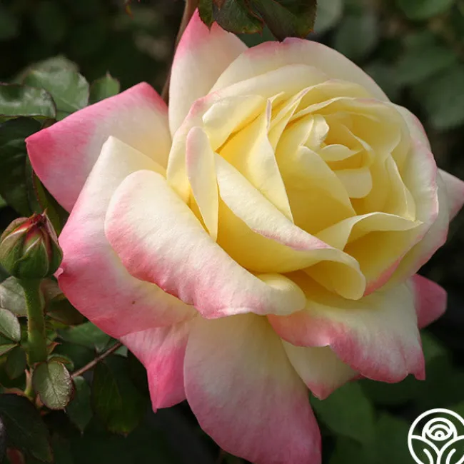 French Perfume™>Heirloom Roses Hot