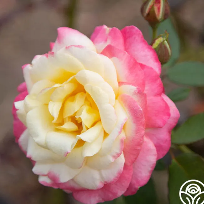 French Perfume™>Heirloom Roses Hot