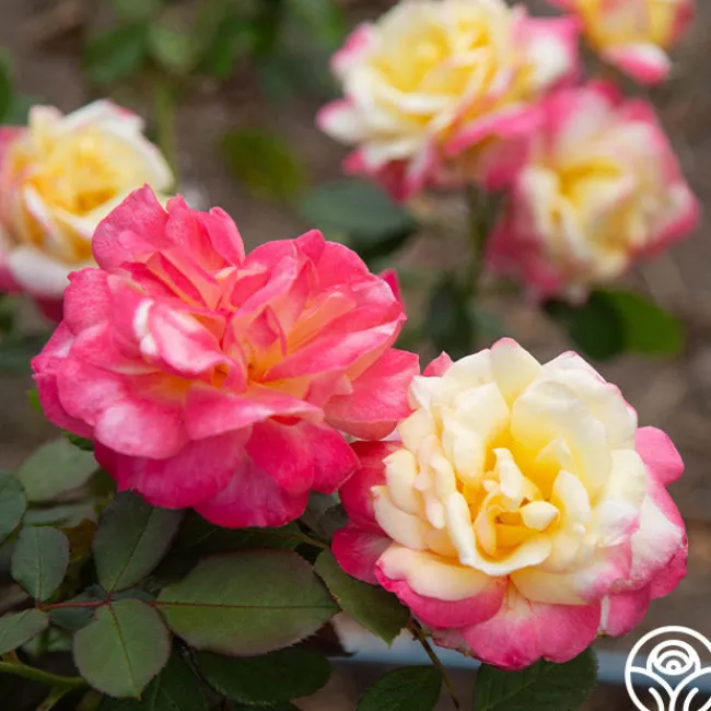 French Perfume™>Heirloom Roses Hot