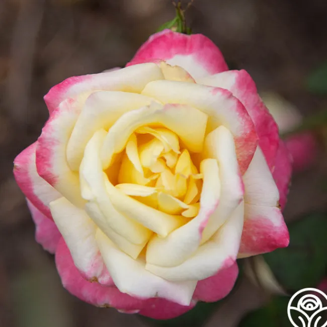 French Perfume™>Heirloom Roses Hot