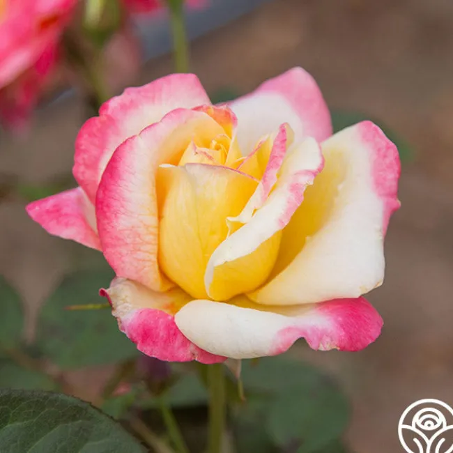 French Perfume™>Heirloom Roses Hot