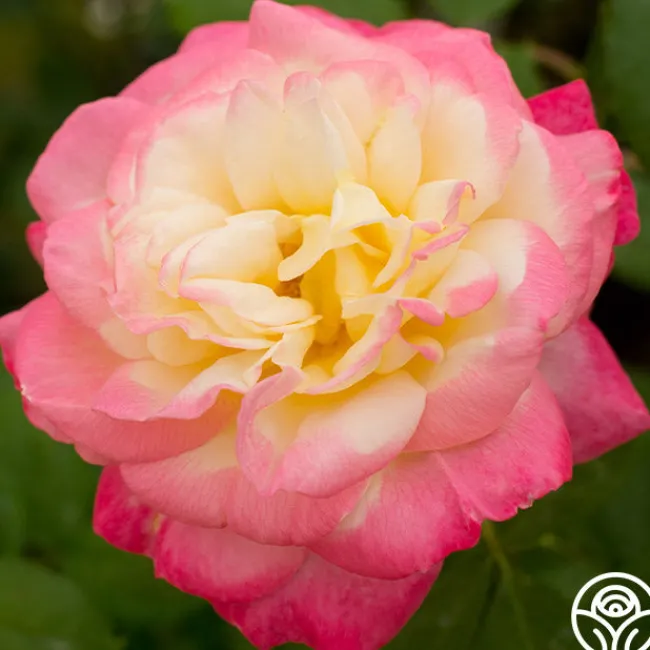 French Perfume™>Heirloom Roses Hot