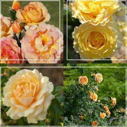 French Romance>Heirloom Roses New