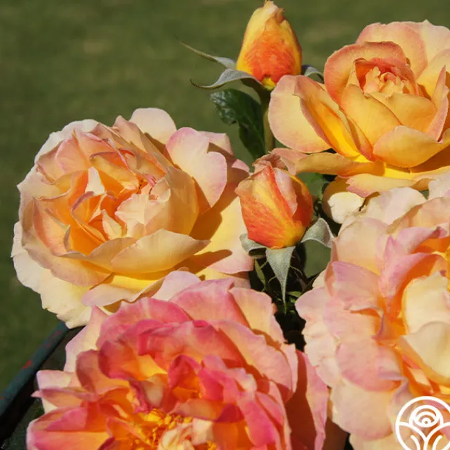 French Romance>Heirloom Roses New