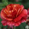 Frida Kahlo™>Heirloom Roses Sale