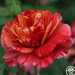 Frida Kahlo™>Heirloom Roses Sale