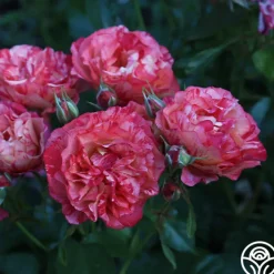 Frida Kahlo™><noscript><img width=