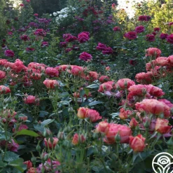 Frida Kahlo™><noscript><img width=