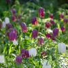 Fritillaria Meleagris Mix>Heirloom Roses
