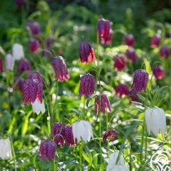Fritillaria Meleagris Mix>Heirloom Roses