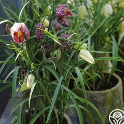Fritillaria Meleagris Mix>Heirloom Roses