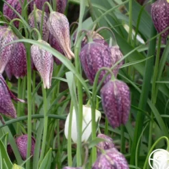 Fritillaria Meleagris Mix><noscript><img width=