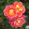 Fruity Petals™>Heirloom Roses Discount