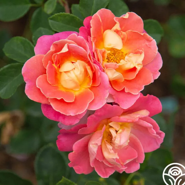 Fruity Petals™>Heirloom Roses Discount