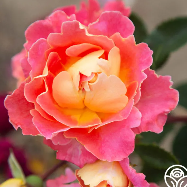 Fruity Petals™>Heirloom Roses Discount
