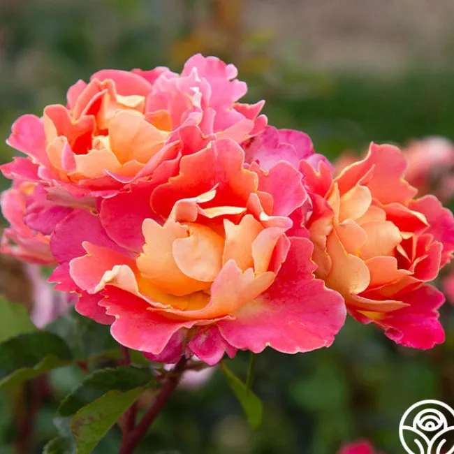 Fruity Petals™>Heirloom Roses Discount