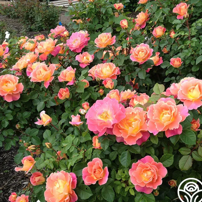 Fruity Petals™>Heirloom Roses Discount