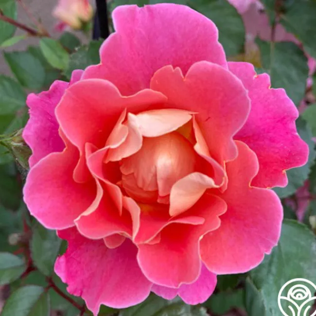 Fruity Petals™>Heirloom Roses Discount