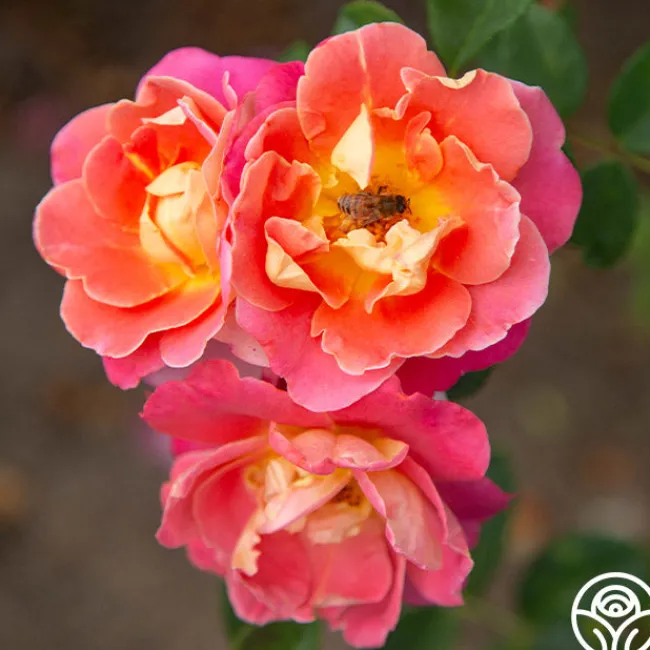 Fruity Petals™>Heirloom Roses Discount