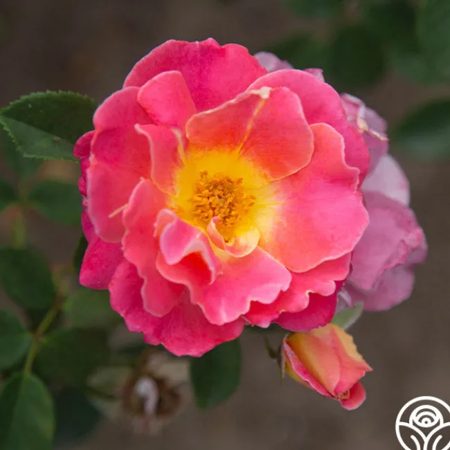 Fruity Petals™>Heirloom Roses Discount