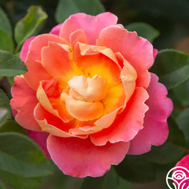 Fruity Petals™>Heirloom Roses Discount