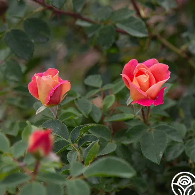 Fruity Petals™>Heirloom Roses Discount