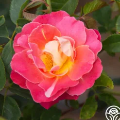 Fruity Petals™><noscript><img width=