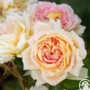 Fun in the Sun™>Heirloom Roses