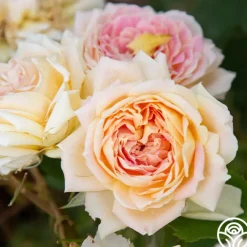 Fun in the Sun™>Heirloom Roses