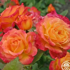 Garden Delight™>Heirloom Roses Discount