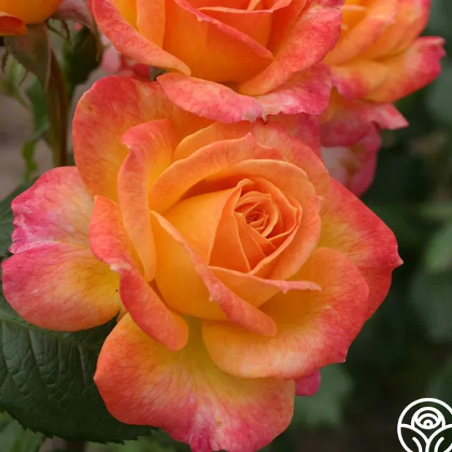 Garden Delight™>Heirloom Roses Discount