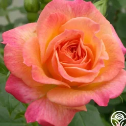 Garden Delight™><noscript><img width=